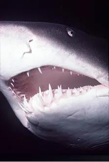 Nurse: Grey Nurse / Ragged-tooth / Sand Tiger SHARK