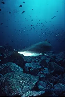 Nurse: Grey Nurse / Ragged-tooth / Sand Tiger SHARK
