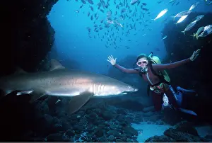 Nurse: Grey Nurse / Ragged-tooth / Sand Tiger SHARK and diver