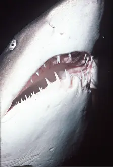 Nurse: Grey Nurse / Ragged-tooth / Sand Tiger SHARK - mouth open