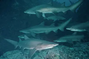 Carcharias: Grey Nurse / Sand Tiger / Ragged-tooth Shark -