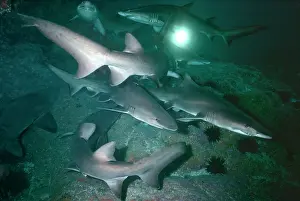 Carcharias: Grey Nurse / Sand Tiger / Ragged-tooth Shark -