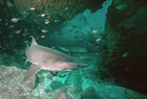 Carcharias: Grey Nurse / Sand Tiger / Ragged-tooth Shark -
