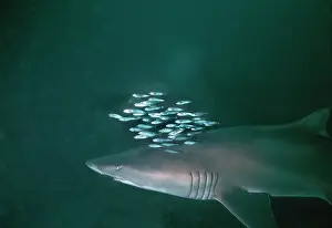 Carcharias: Grey Nurse / Sand Tiger / Ragged-tooth Shark -