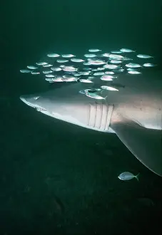 Carcharias: Grey Nurse / Sand Tiger / Ragged-tooth Shark -