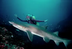 Carcharias: Grey Nurse / Sand Tiger / Ragged-tooth Shark -