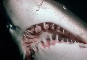 Carcharias: Grey Nurse / Sand Tiger / Ragged-tooth Shark -