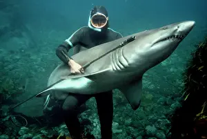 Carcharias: Grey Nurse / Sand Tiger / Ragged-tooth Shark -