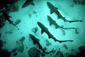Carcharias: Grey Nurse / Sand Tiger / Ragged-tooth Shark -
