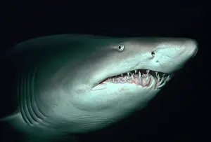 Carcharias: Grey Nurse / Sand Tiger / Ragged-tooth Shark -