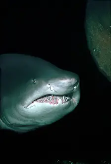Carcharias: Grey Nurse / Sand Tiger / Ragged-tooth Shark -