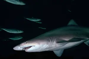 Carcharias: Grey Nurse / Sand Tiger / Ragged-tooth Shark -