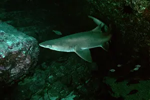 Carcharias: Grey Nurse / Sand Tiger / Ragged-tooth Shark -