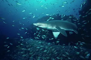 Carcharias: Grey Nurse / Sand Tiger / Ragged-tooth Shark -