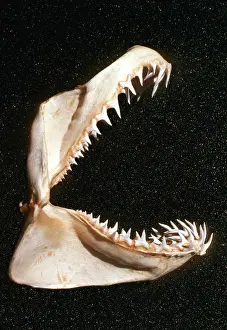 Carcharias: Grey Nurse / Sand Tiger / Ragged-tooth Shark jaw