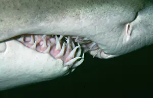 Carcharias: Grey Nurse Shark - close-up of teeth