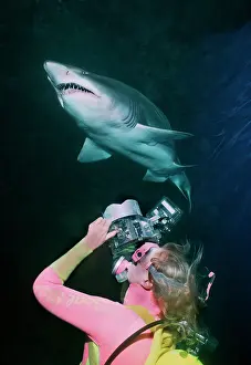 Carcharias: Grey Nurse Shark - Shark being photographed from below
