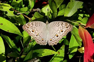 Ring: Grey Pansy Butterfly on leaves - Pering, Gianyar