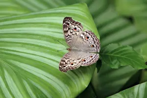 Junonia: Grey Pansy Butterfly - resting on plant leaf