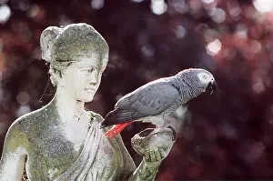 Statues: GREY PARROT - perched on statue