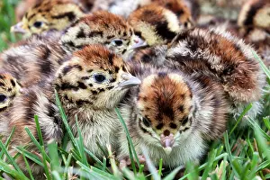 Perdix: Grey Partridge