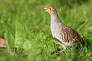 Perdix: Grey Partridge