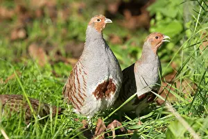 Perdix: Grey Partridge