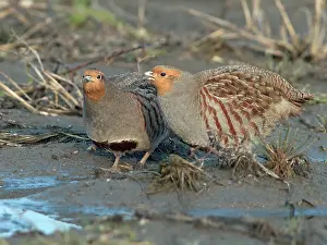Perdix: Grey Partridge