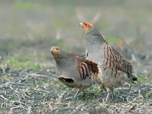 Perdix: Grey Partridge