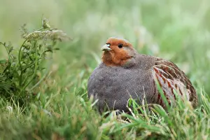 Perdix: Grey Partridge