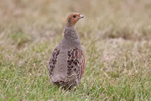 Perdix: Grey Partridge