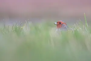 Perdix: Grey Partridge