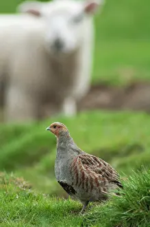 Perdix: Grey Partridge