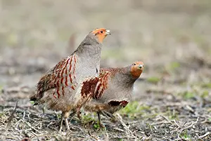 Perdix: Grey Partridge