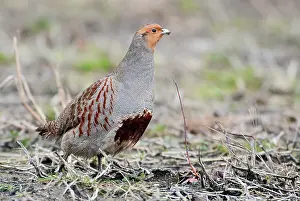 Perdix: Grey Partridge
