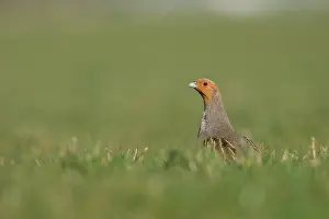 Perdix: Grey Partridge