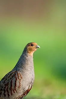 Perdix: Grey Partridge