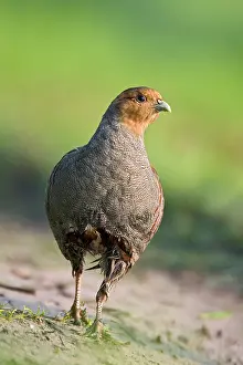 Perdix: Grey Partridge