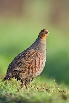 Perdix: Grey Partridge