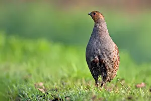 Perdix: Grey Partridge