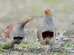 Perdix: Grey Partridge