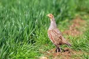 Partridge: GREY PARTRIDGE