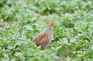 Stood: Grey Partridge - adult female stood in Rape Field