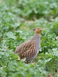 Stood: Grey Partridge - adult female stood in Rape Field