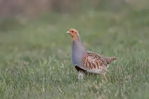 Partridge: Grey Partridge - adult male - Germany