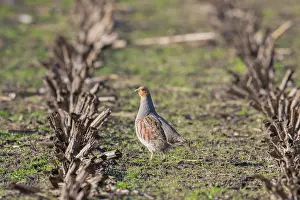 Partridge: Grey Partridge - adult male - Germany