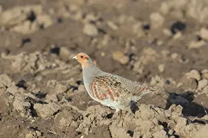 Partridge: Grey Partridge - adult male - Germany