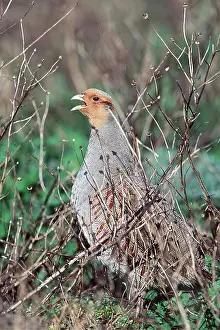 Partridge: GREY PARTRIDGE - calling