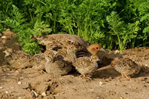 Perdix: Grey Partridge - close up of family party in carrot