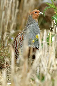 Stubble: Grey Partridge - close up of male standing in Autumn